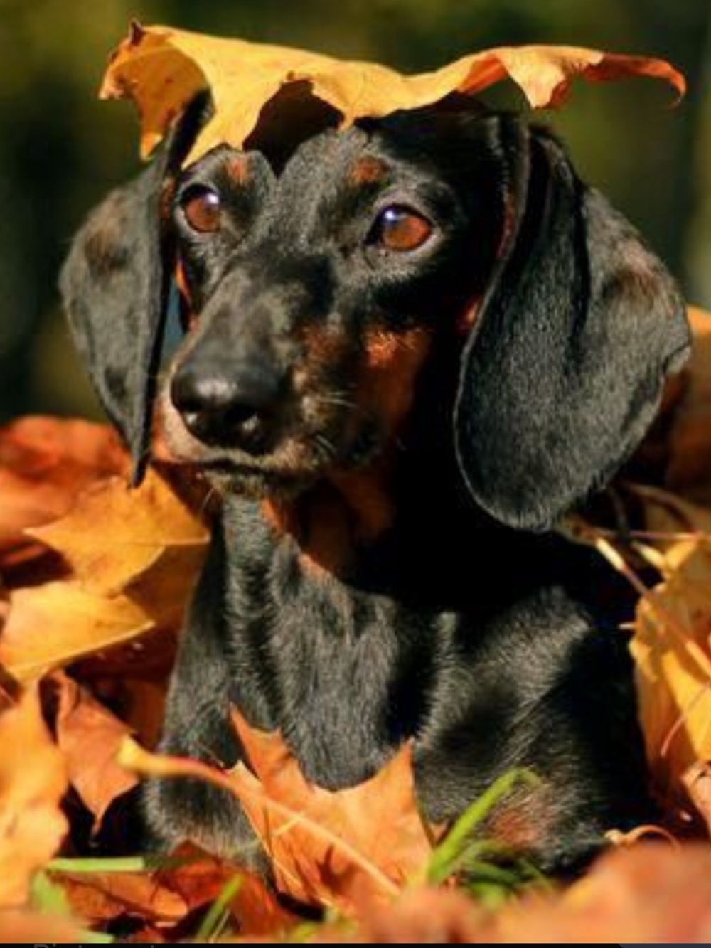 HAPPY FALL!πππ§‘π€πππ€π§‘πππ€π§‘πππ€π§‘πππ€π§‘πππ€π§‘πππ€π§‘ - Picture 1 of 1